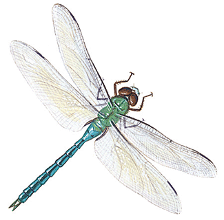 Dragonflies+pictures+for+kids
